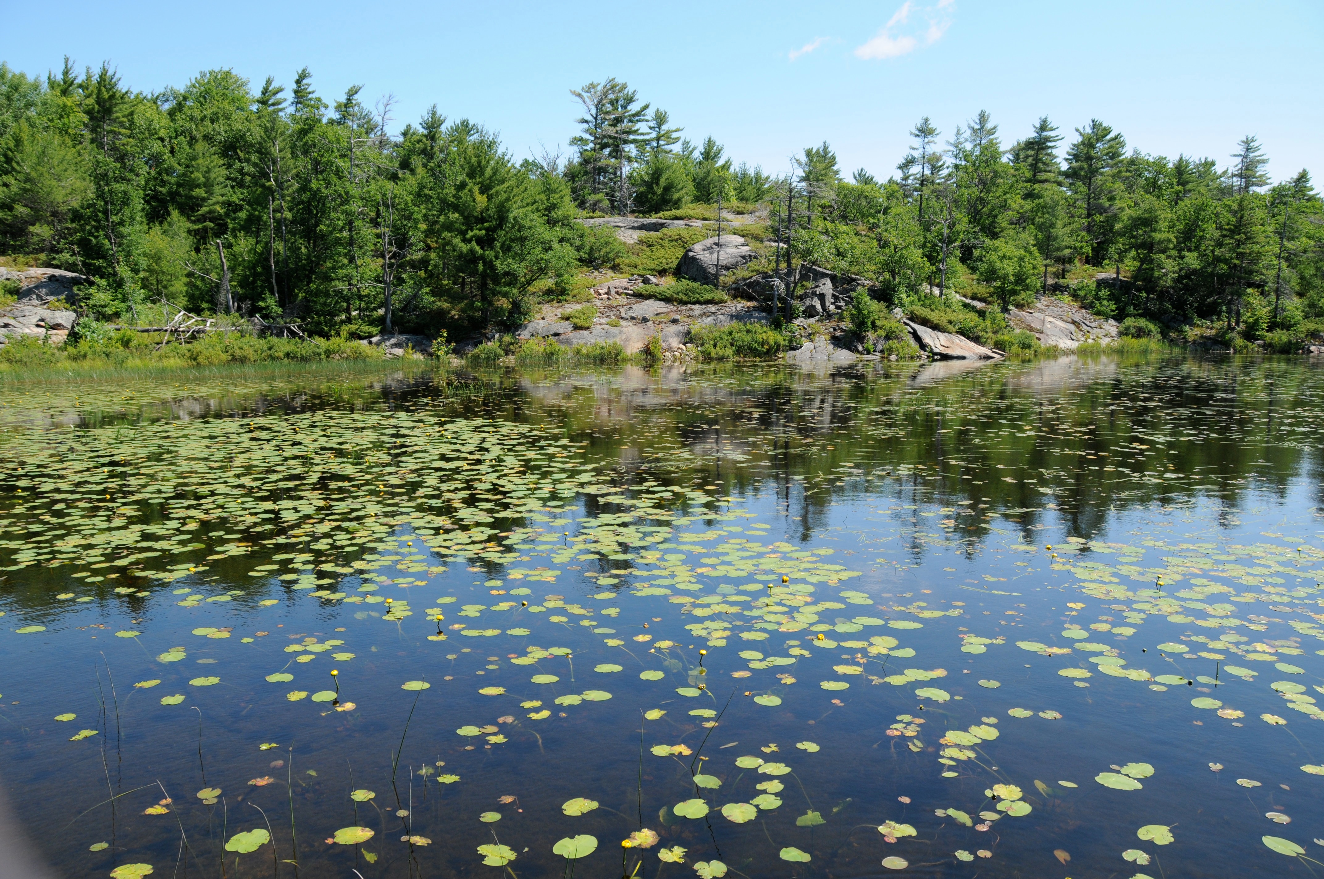 high quality wetland