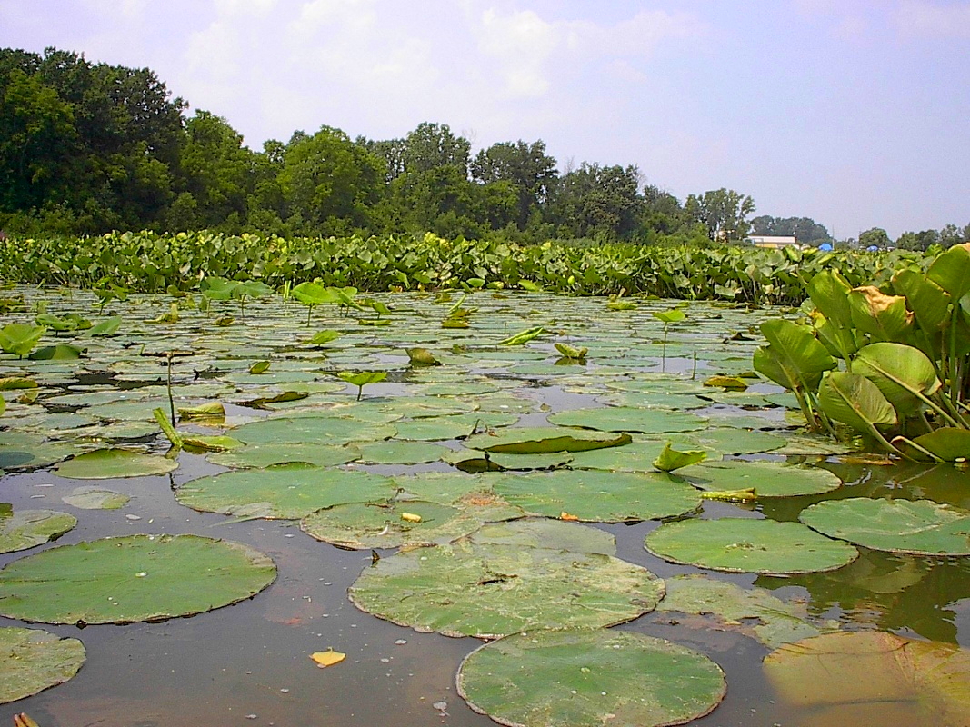 poor quality wetland